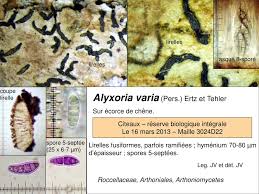 Attēlu rezultāti vaicājumam “Alyxoria varia”