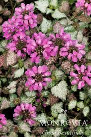 Attēlu rezultāti vaicājumam “Lamium maculatum”