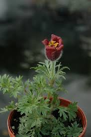 Attēlu rezultāti vaicājumam “Pulsatilla vulgaris”