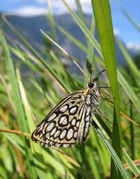 Attēlu rezultāti vaicājumam “Heteropterus morpheus underside”