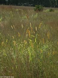 Attēlu rezultāti vaicājumam “Setaria glauca”