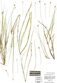 Attēlu rezultāti vaicājumam “Carex chordorrhiza”