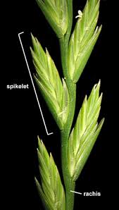 Attēlu rezultāti vaicājumam “Lolium perenne”