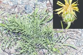 Attēlu rezultāti vaicājumam “Centaurea scabiosa leaf”