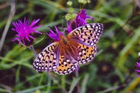 Attēlu rezultāti vaicājumam “Argynnis aglaja upperside”