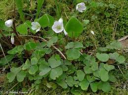 Attēlu rezultāti vaicājumam “Oxalis acetosella”