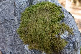 Attēlu rezultāti vaicājumam “Pterigynandrum filiforme”