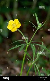 Attēlu rezultāti vaicājumam “Ranunculus auricomus flower”