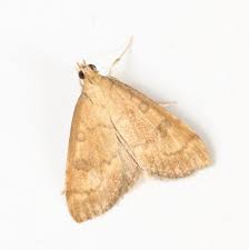 Attēlu rezultāti vaicājumam “Udea fulvalis”