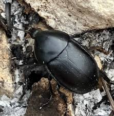 Attēlu rezultāti vaicājumam “Silpha obscura larva”