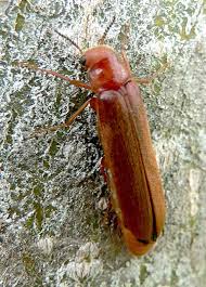 Attēlu rezultāti vaicājumam “Hylecoetus dermestoides”