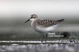 Image result for Calidris pusilla