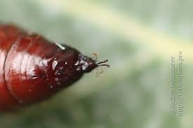 Attēlu rezultāti vaicājumam “Epirranthis diversata”