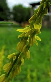 Attēlu rezultāti vaicājumam “Melilotus wolgicus”