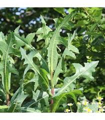 Attēlu rezultāti vaicājumam “Lactuca serriola”