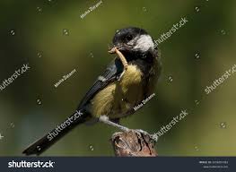 Attēlu rezultāti vaicājumam “Parus major male”