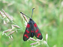 Attēlu rezultāti vaicājumam “Zygaena sp.”