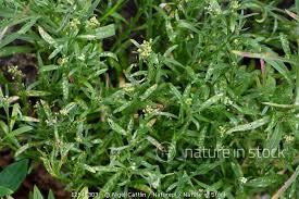 Attēlu rezultāti vaicājumam “Phyllotreta sp.”