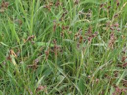 Attēlu rezultāti vaicājumam “Luzula campestris fruit”