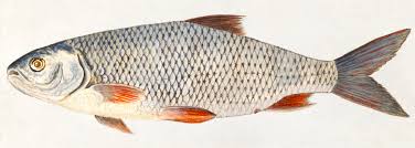 Image result for Blicca bjoerkna