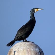 Image result for Phalacrocorax carbo