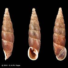 Attēlu rezultāti vaicājumam “Clausiliidae”