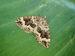 Attēlu rezultāti vaicājumam “Lampropteryx suffumata”