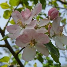 Attēlu rezultāti vaicājumam “Malus”