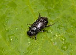 Attēlu rezultāti vaicājumam “Aphodius sp.”