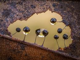 Attēlu rezultāti vaicājumam “Collaria sp.”