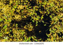 Attēlu rezultāti vaicājumam “Potamogeton natans leaf”