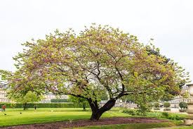 Attēlu rezultāti vaicājumam “Cercis siliquastrum”