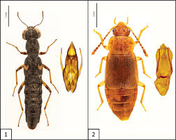 Attēlu rezultāti vaicājumam “Scaphisoma sp.”