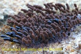 Attēlu rezultāti vaicājumam “Comatricha pulchella macro”