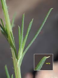 Attēlu rezultāti vaicājumam “Stemonitopsis typhina var. similis stalked”