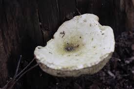 Attēlu rezultāti vaicājumam “Sistotrema confluens”