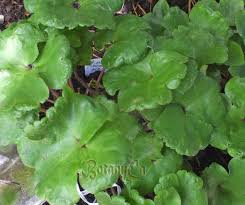 Attēlu rezultāti vaicājumam “Hepatica nobilis leaf”