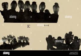 Image result for Chelon tricuspidens