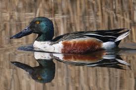 Attēlu rezultāti vaicājumam “Anas clypeata”