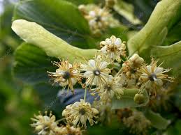 Attēlu rezultāti vaicājumam “Tilia cordata flower”