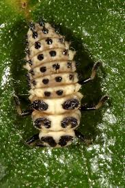 Attēlu rezultāti vaicājumam “Sospita vigintiguttata”