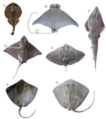 Image result for Mobula hypostoma