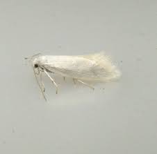 Attēlu rezultāti vaicājumam “Elachista argentella”