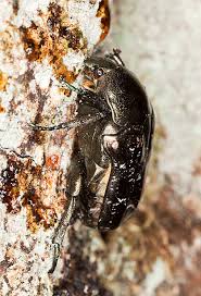 Attēlu rezultāti vaicājumam “Liocola lugubris”