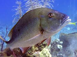 Image result for Lutjanus analis