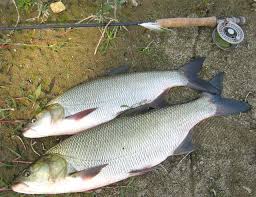 Image result for Aspius aspius