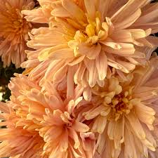 Image result for Chrysanthemum ptarmiciflorum