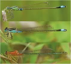 Attēlu rezultāti vaicājumam “Ischnura elegans”