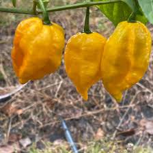 Afbeeldingsresultaat voor yellow fratali hot pepper