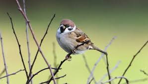 Image result for Passer montanus